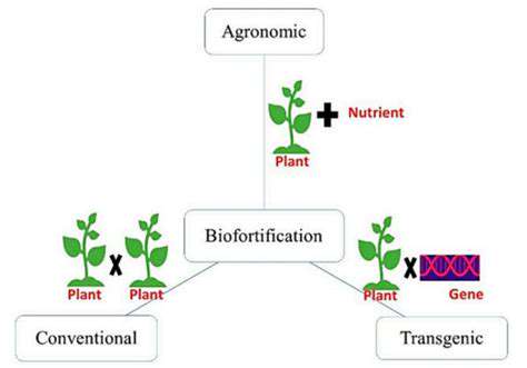 Biotechnology for Crop Improvement: Feeding the World